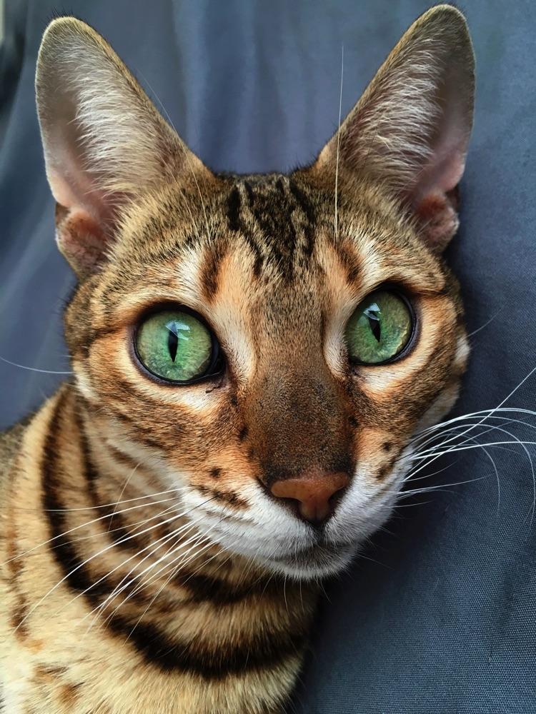 Bengal